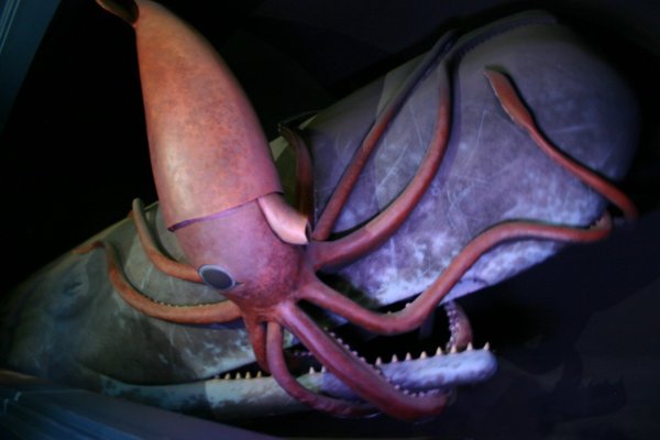 Kraken mirror