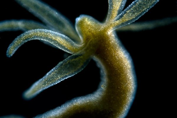 Kraken com darknet